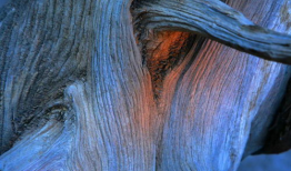 枯木龙吟,探寻古老传说中的神秘力量